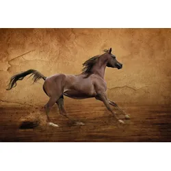 Fototapete PAPERMOON "PFERD-RUNNING ARABER IM ARENA GALOPP TIER MAUER SAND", bunt, B:3,50m L:2,60m, Vlies, Tapeten