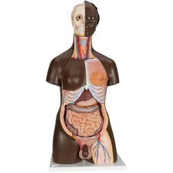 Afrikanisches Torso Model, mit weiblichen & männlichen Geschlechtsorganen, 24-te...