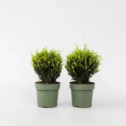 Plant in a Box - Japanische Stechpalme - 2 Stk - Ilex crenata 'Jenny' - Höhe 30-40cm - Topf 17cm