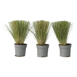 Plant in a Box Federgras - Stipa Pony Tail 3er Set Höhe 20-30cm