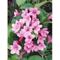 Pflanzen Für Dich Weigela florida 'Pink Poppet', Weigelie, rosa