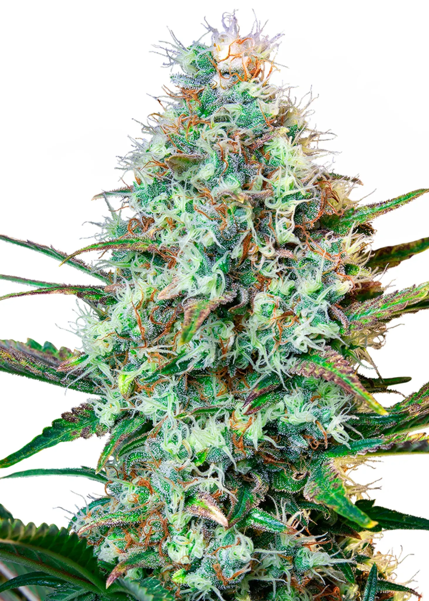 Royal Queen Seeds Royal Runtz 1 Samen