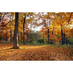 Fototapete PAPERMOON "Herbstwald", bunt, B:5,00m L:2,80m, Vlies, Tapeten