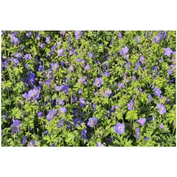 Geranium himalayense 'Gravetye', Storchschnabel, blauviolett, ca. 9x9 cm Topf