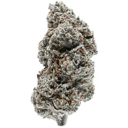 Growers Choice Tangerine Sherbet Fem 3St.