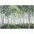 WallArena Fototapete Birkenwald in Grün - Gr.: 150 x 105 cm