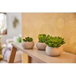 Kunstpflanze CREATIV GREEN "Sukkulenten", grün, 3 St., Kunststoff, Kunstpflanzen