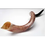 Jumbo Huge 104,1 cm Kudu Yemenit Horn Shofar Koscher All Polished