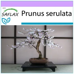 SAFLAX - Bonsai - Wilde Schwarzkirsche - 30 Samen - Prunus serulata