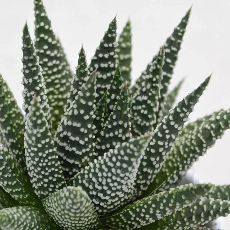 Haworthia fasciata Albert - 8,5cm