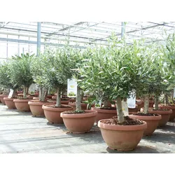 Olivenbaum Bonsai 70 - 90 cm Formgehölz, Olive winterhart, Olea europaea