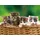 Cornelißen 3 D Platzset Katzen, 2erSet, Tischset, Tier Tiere, Katze Kätzchen Haustiere