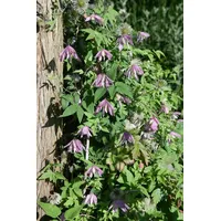 Pflanzen Für Dich Clematis 'Country Rose', rosa Blüten, 60–100
