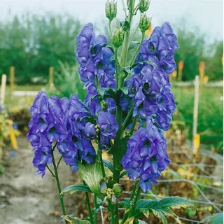 Pflanzen für Dich Staude Aconitum carmichaelii Arendsii, 1 St., Herbst-Eisenhut, Chinesischer Eisenhut blau