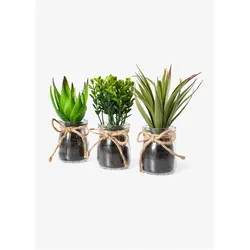 bonprix Kunstpflanze Sukkulenten im Glas 3-tlg. Set, grün, 0 (Ø 10 cm)