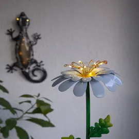 Star Trading Gecko Schwarz
