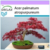 Saflax - Bonsai - Roter Fächerahorn - 20 Samen - Acer palmatum