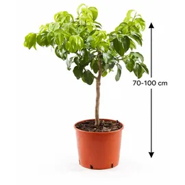 Blumen-Senf Bergamotte 70–100 cm Citrus Bergamia Fantastico Echte Zitruspflanze, Duftpflanze für Tee, Aromatherapie