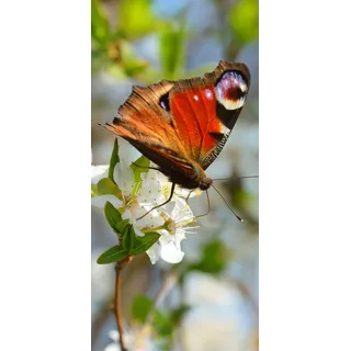 Melis-Folienwerkstatt Türtapete Türposter selbstklebend – Schmetterling auf Blüte - 90x205cm und 100x210cm - Fototapete Poster Türfolie Tapete – T00106