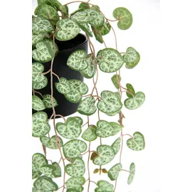 I.GE.A. Kunstpflanze Leuchterblume im Kunststoff-Topf, ca. H23 cm, grün