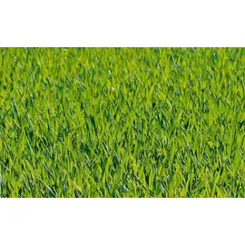 MillStore Kalkstickstoff Universaldünger 25 kg