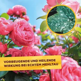 Solabiol Lecithin Rosen-Spray 1 l