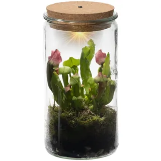 vdvelde.com - Trompetbekerplant Weck Glas - Fleischfressende Pflanze - Ø 11 cm ↥ 21 cm - Mit Licht