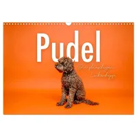 Calvendo Pudel - Die flauschigen Lockenköpfe. (Wandkalender 2026 DIN