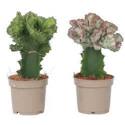 Plant in a Box Gekrönte Wolfsmilch - Euphorbia Lactea Cristata&Frankii 2er Mischung Höhe 25-30cm