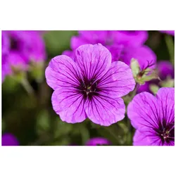 Geranium sanguineum, Blut-Storchschnabel, rosa, ca. 9x9 cm Topf