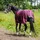 Horse Guard Landon Turnout Pferdedecke 0 g 125 cm Pflaume