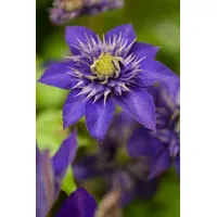 Pflanzen-für-dich.de - Clematis Hybride 'The President' 2L 40- 60