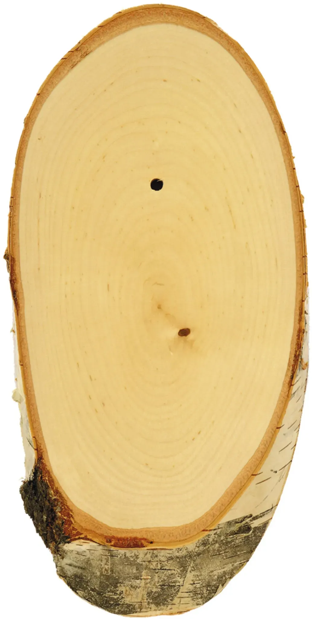Gehörnbrettchen Rehbock, Birke