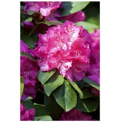 Rhododendron Hybr. 'Erich', Rhododendron, rosa Blüten, 40–50 cm