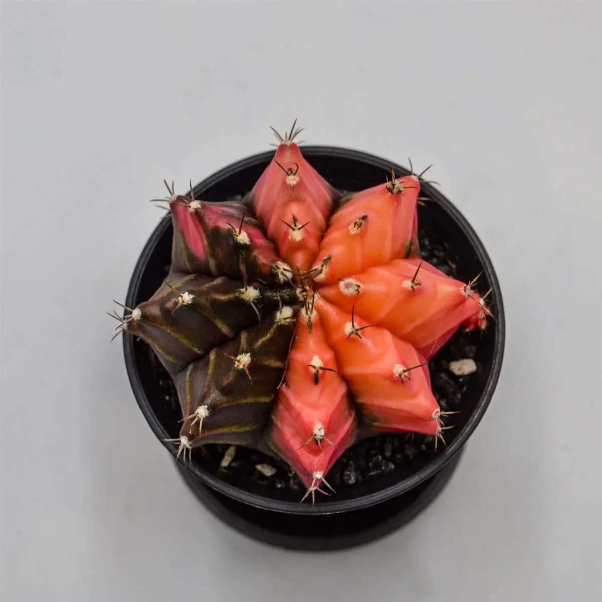 Gymnocalycium mihanovichii f. variegata - 8cm