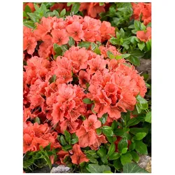 Rhododendron obt. 'Geisha Orange', orange Blüten, 30–40 cm