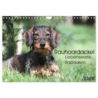Calvendo Liebenswerte Rabauken - Rauhaardackel (Wandkalender 2026 DIN A4