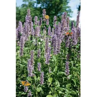 Pflanzen Für Dich Agastache rugosa 'Black Adder' Duftnessel, ca. 11x11 cm Topf