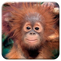 3D LiveLife Kork Matte - Baby Orang-Utan von Deluxebase. Linsenförmige-3D-Kork AFFE Untersetzer. rutschfeste Getränkematte mit Originalkunstwerk lizenziert vom bekannt Künstler David Penfound