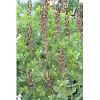 Pflanzen Für Dich Baptisia x variicolor 'Twilite Prairieblues', violett,