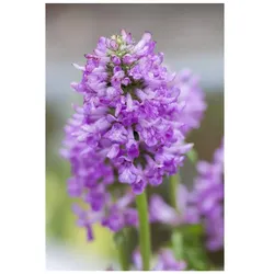 Stachys monnieri 'Hummelo', Ziest, purpurrosa, ca. 9x9 cm Topf