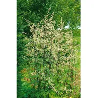 Pflanzen Für Dich Artemisia lactiflora, ca. 11x11 cm Topf