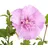 Dehner Hibiskus Lavender Chiffon®' - Garten-Eibisch, rosa