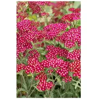 Pflanzen Für Dich Achillea millefolium 'Velour', Schafgarbe, rosa, ca.