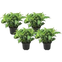 Plant in a Box - Hortensie - 4 Stk