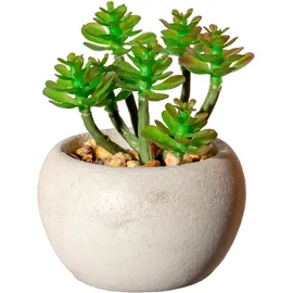 Creativ green Künstliche Zimmerpflanze CREATIV GREEN "Sukkulenten", grün, H:9cm Ø:7cm, Kunststoff, Kunstpflanzen, Künstliche Zimmerpflanze, Deko-Pflanze im Zementtopf, 6er Set