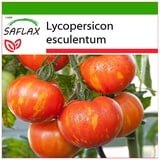 Saflax - Tomate - Tigerella - 10 Samen - Mit keimfreiem Anzuchtsubstrat - Lycopersicon esculentum