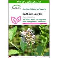 SAFLAX Kräutersamen SAFLAX - Samen und Substrat - Süßholz