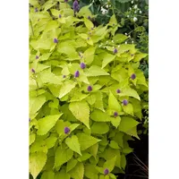 Pflanzen Für Dich Agastache rugosa 'Golden Jubilee', Anisysop, goldgelb,