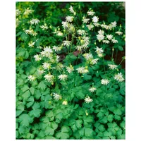 Pflanzen Für Dich Aquilegia vulgaris 'Green Apples', Akelei, grünlich-weiß,